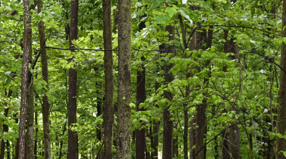 Trees in a forest