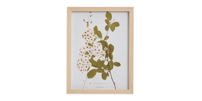Pear Tree Branch