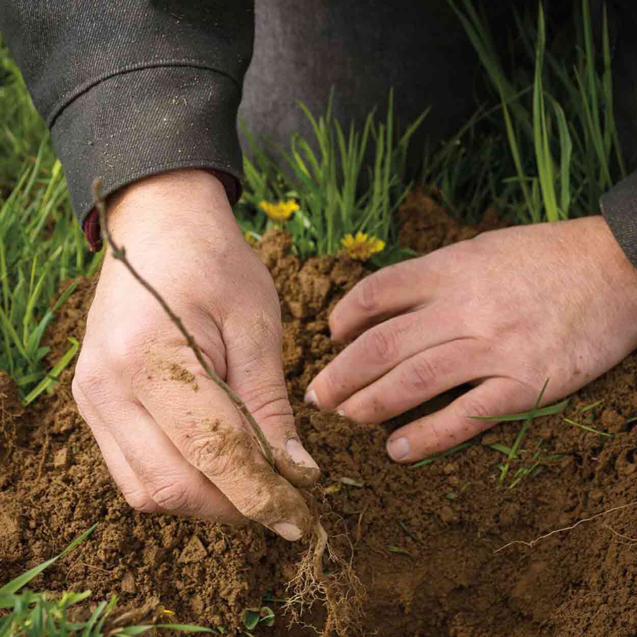 planting trees